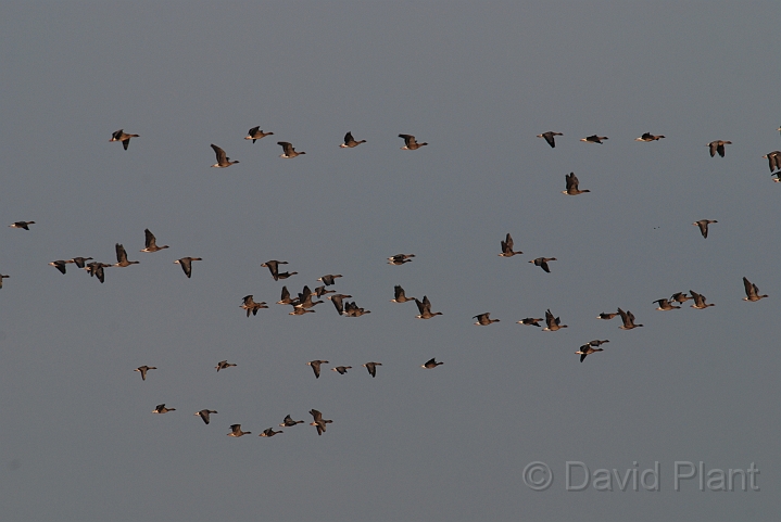 Pink-footed geese flock - B.JPG - Pink-footed geese flock - Norfolk